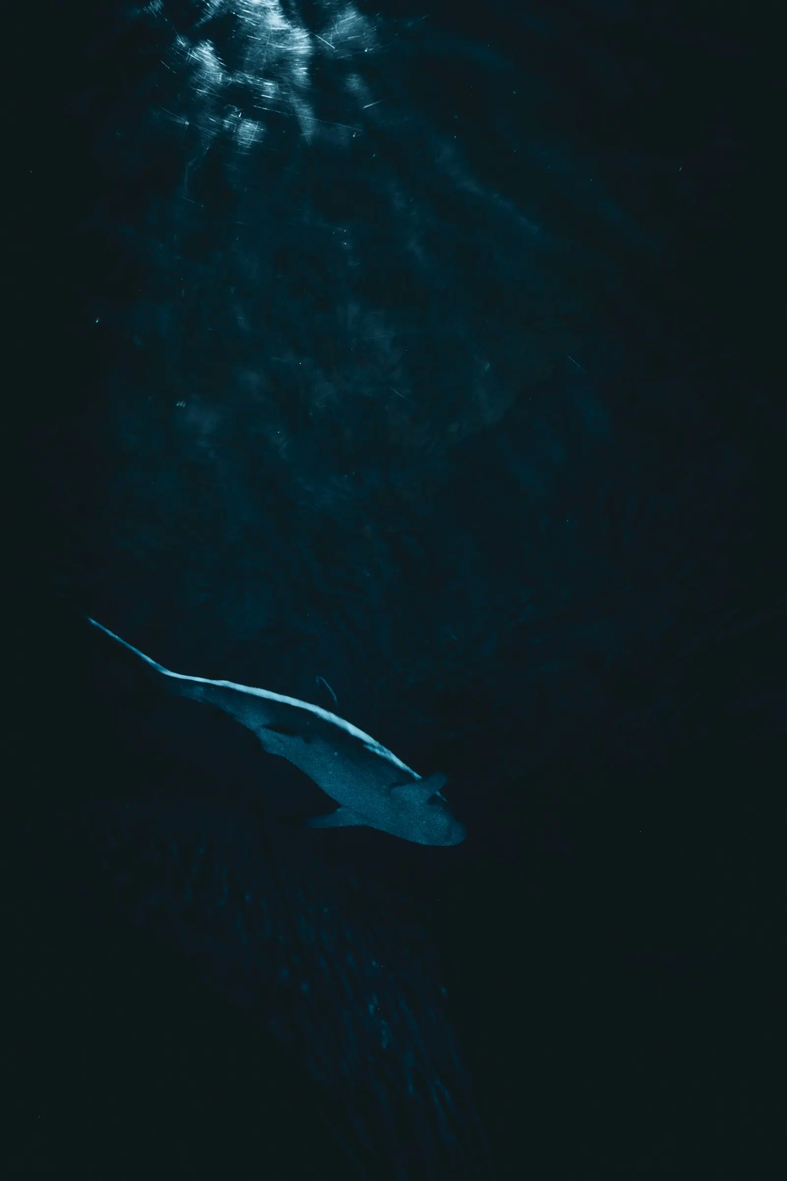 Акула в тёмной синей воде